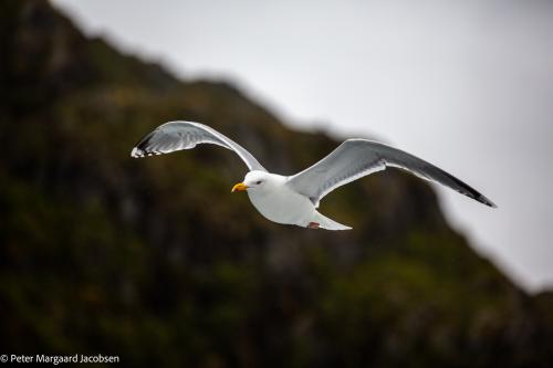 Måge i området omkring Trollfjord nær Svolvær, Lofoten 2019.(N)